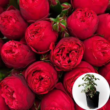 Роза в горщику Red Piano 3 л саджанець у плівці Matla Flowers