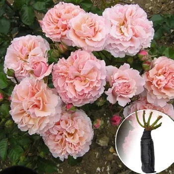 Троянда Rose de Tolbiac (Роз де Толбіак) саджанець в плівці Matla Flowers