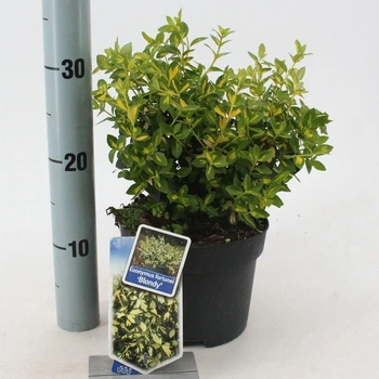 Бересклет Euonymus fortunei Blondy, горщик ⌀14