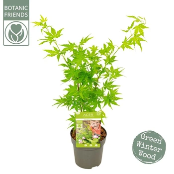 Японский клен (Japanese maple) Acer Palmatum Going Green, высота 25-30см