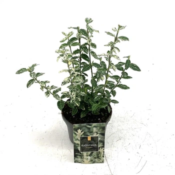 Бересклет Форчуна Арлекін Euonymus Fortunei Harlequin, горщик 9"