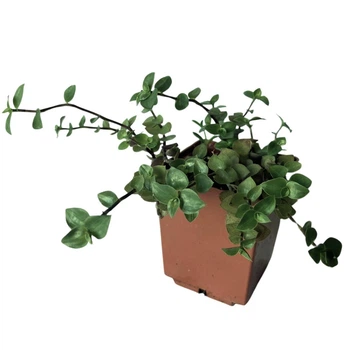 Калізія Репенс (Callisia Repens), контейнер 7*7*8 см (s115s)