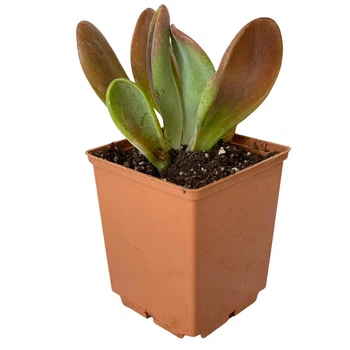 Суккулент Каланхое Орикула (Kalanchoe Oricula), контейнер 7*7*8 см (s100s)