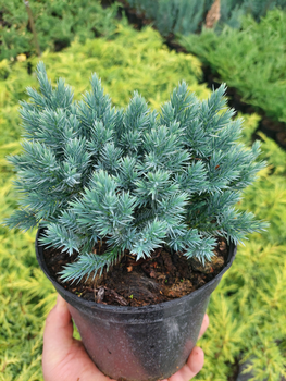Ялівець лускатій "Блю Стар" (Juniperus squamata 'Blue Star')_с2