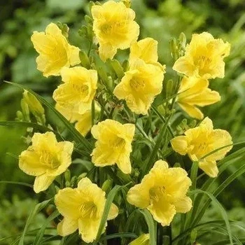 Саженцы Лилейника Fragrant Returns (в горшке 0,5л)