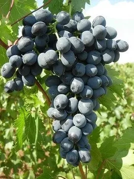 Саженцы винограда "Молдова" в горшке 0,5л