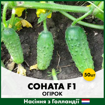 Голландське Насіння Rijk Zwaan Огірок Соната F1 50 шт