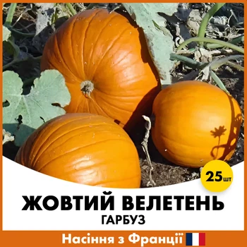 Тыкав Жёлтый Великан, 25 шт, Семена из Франции