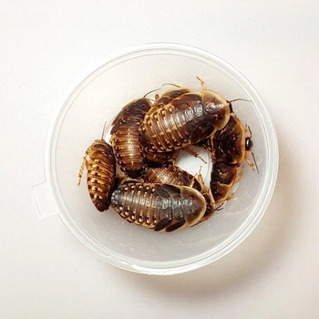 Аргентинские тараканы кормовые ( Blaptica Dubia ) - Живой корм для рептилий, птиц, ежей, насекомоядных животных 2-3 см 20 шт.