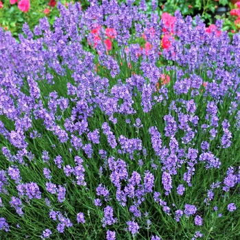 Саженцы Лаванда узколистная Блю Сенд Эрли (Lavandula angustifolia Blue Scent Early) Р9
