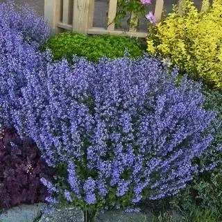 Саженцы Котовника Фассени Пурсиан Блю (Nepeta faassenii Pursian Blue) Р9