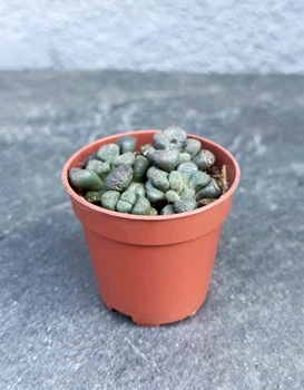 Суккулент Алоинопсис Шунеса (Aloinopsis Schooneesii) D5 см