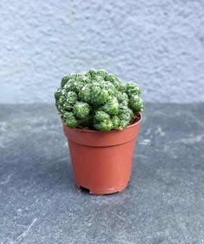 Суккулент Цереус перуанский (Cereus peruvianus monstruosus) D5 см