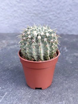 Суккулент Нотокактус Буининга (Notocactus buningii) D5 см