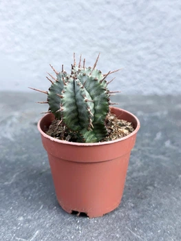 Суккулент Молочай ощетиненный полосатый (Euphorbia horrida striata) D5 см