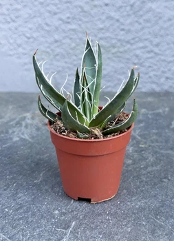 Сукулент Агава нитконосна (Agave filifera) D5 см
