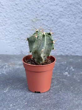 Суккулент Астрофитум Орнатум (Astrophytum ornatum) D5 см