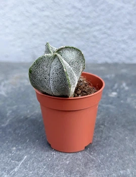 Суккулент Астрофитум крапчатый (Astrophytum myriostigma) D5 см