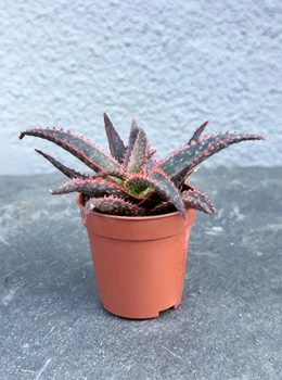 Суккулент Красный багровый дракон (aloe crimson dragon) D5 см