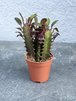 Суккулент Молочай треугольный (Euphorbia trigona) D5 см