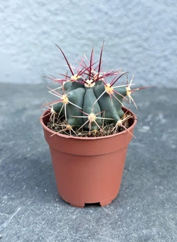 Суккулент Ферокактус прямоколючковый (Ferocactus rectispinus) D5 см