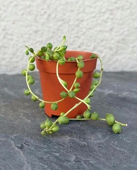 Сукулент Хрестовик Роулі (Senecio rowleyanus) D5 см (746)
