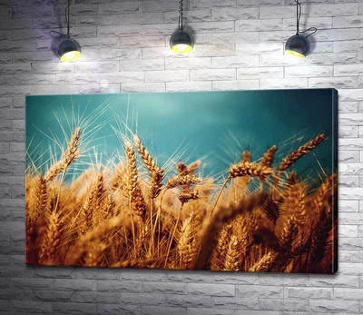 Картина Стиглі золоті колоски пшениці 60x37 см Модуль №1 (004536)