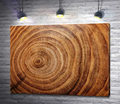 Картина Кольца дерева в разрезе 60x45 см Модуль №1 (005153)
