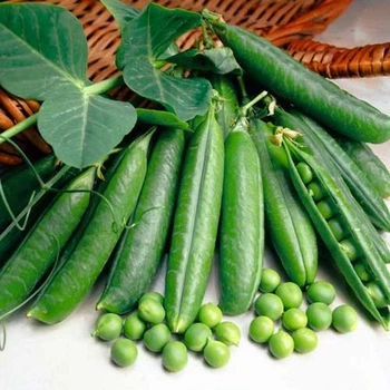 Горох овочевий "Грунді" (Грунді) - 100 г. (Syngenta) World of Seeds