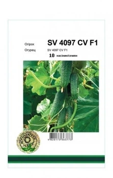 Огірок SV 4097 CV F1 – 10 насінин А (Seminis).
