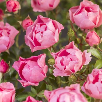 Саженцы Яскрава Роза бордюрная Морсдаг Пинк (Morsdag Pink) (60489)