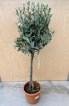 Оливкове дерево кімнатне Olea europaea h 95 см