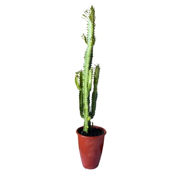 Суккулент Молочай трёхгранный (Euphorbia trigona), контейнер 18*13см (s062L)