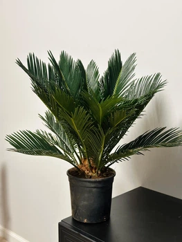 Цикас Революта (Саговникова пальма ) Cycas Revoluta h60 см