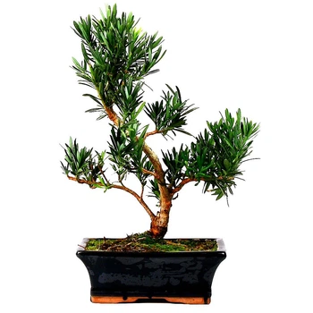 Бонсай Подокарпус Bonsai Podocarpus, керамический горшок, h 35-40