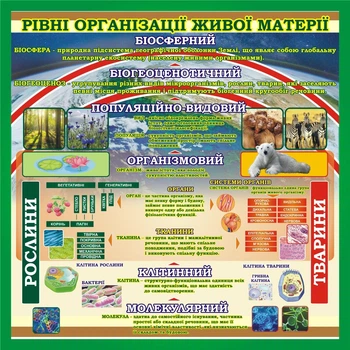 Стенд «Рівні організації живої матерії» для оформлення кабінету біології 800ммх800мм (Арт0116)