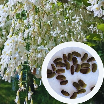 Кладрастис Кентуккийский семена (5 шт) (Cladrastis kentukea) американское желтое дерево