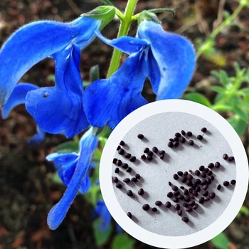 Шалфей отклонённый семена 0,05 гр (прибл 30 шт) (Salvia pratensis)