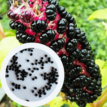 Лаконос американский семена 0,5 гр. (прибл. 50 шт) Phytolacca americana Багрина фитолакка