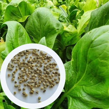 Шпинат Матадор насіння 3 г (прибл 180 шт) ранній (Spіnacіa oleracea)