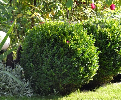 Самшит buxus (20-30см)