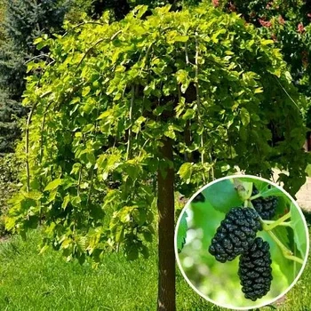Шовковиця плакуча "Пендула" (штамб)