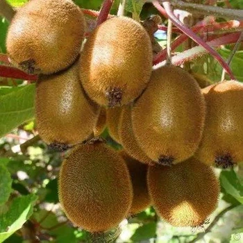 Ківі "Boskoop" (самоплідний) (1,5 річний Р 0,7л.)