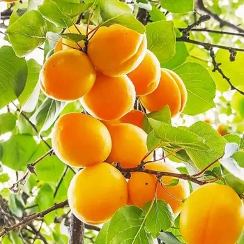 Абрикос "Олімп". Середньоспілий сорт