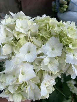 Гортензія широколиста біла "Bright White" горщик р9