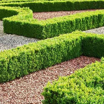 Самшит buxus (30-40см)