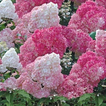 Гортензія волотиста "Pink lady" Пінк леді горщик р9