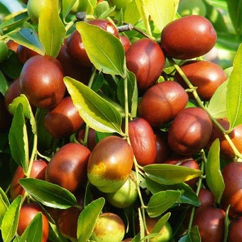 Зізіфус "Коктебель" (сіянці)