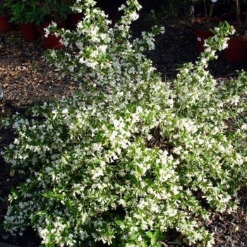 Вейгела Candida (горшок 1,5 л.)