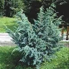 Ялівець "Meyeri" Горшок 0,5л.